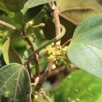 Gymnema sylvestre (Retz.) R.Br. ex Sm.